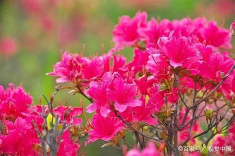 家裡種杜鵑花好嗎|杜鵑花室內種植秘笈